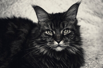 Beautiful cat on the couch, Maine coon portrait