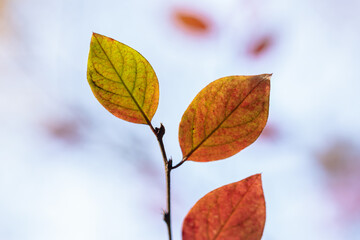 Branch with autumn leaves in the forest