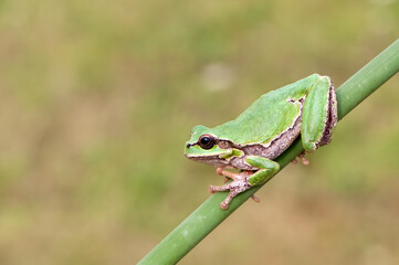 Little green frog Hyla arborea on a blade of grass