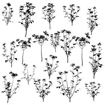 Set with silhouettes of detailed plants isolated on white background. Vector illustration