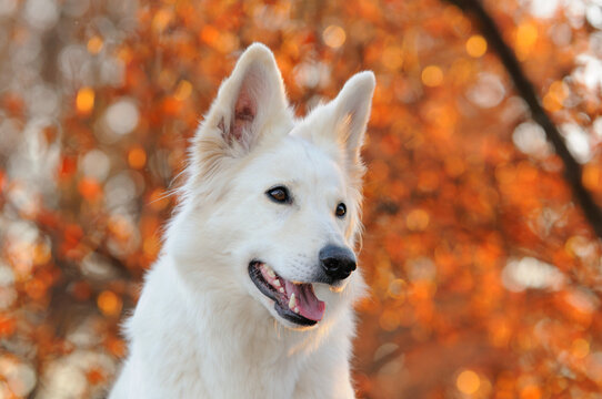 happy White Swiss Shepherd in autumn in the nature Weisser Schweizer Sch&auml;ferhund. Berger Blanc Suisse