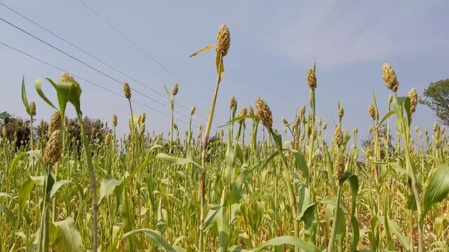 The corn flowering stages in the field