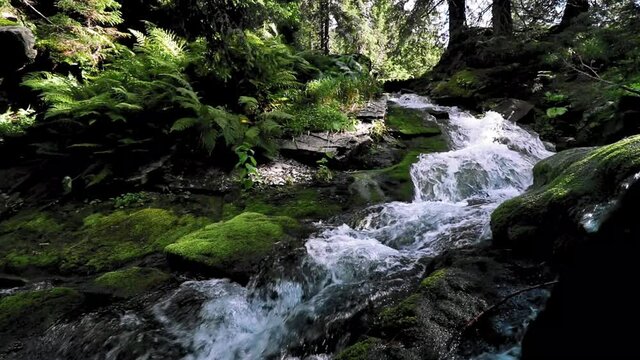 A small river streaming in the forest