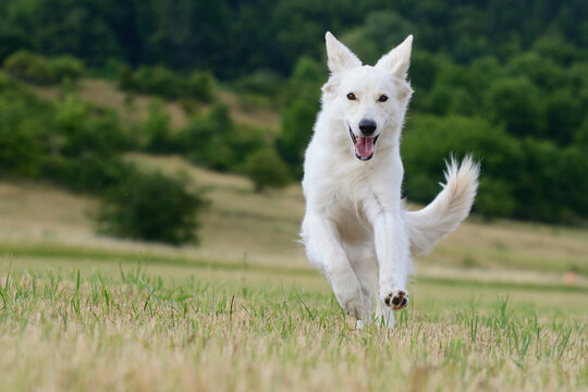 White Swiss Sherherd - Berger Blanc Suisse runs in the field or meadow