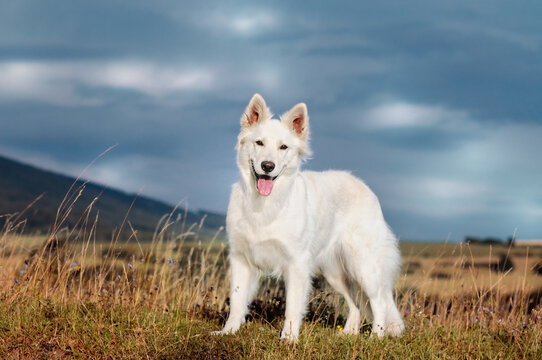 White Swiss Shepherd dog stands in the meadow Weisser Schweizer Sch&auml;ferhund