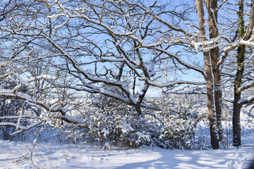 Snowy winterland in the woods