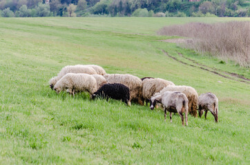 A flock of sheep grazing in front of the forest in Petrovaradin, near the city of Novi Sad. 