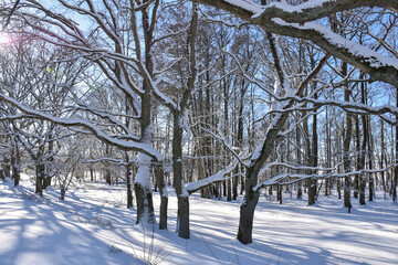 Wintry landscape in the woods