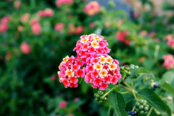 Lantana camara (big sage, wild sage or Lantana). Beautiful small flowers tickberry and green...