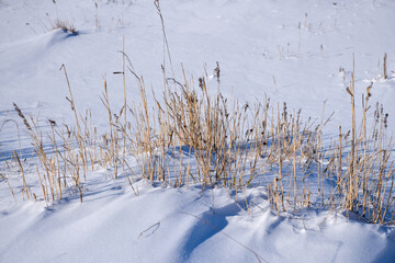Sunlit reeds in a snowy landscape