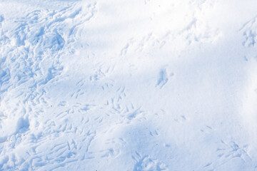 Multiple steps of bird paws on a blue snowdrift. Natural snow background.