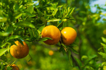 Orange tree in orange farm.