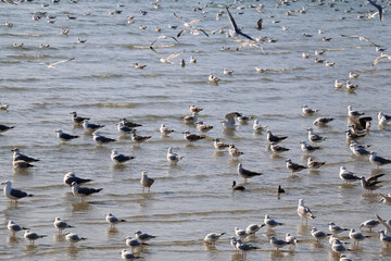 Flock of seagulls on the bach. Selective focus.
