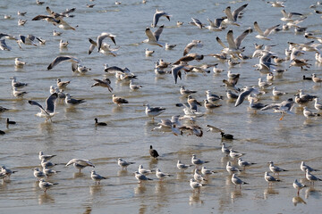 Flock of seagulls on the bach. Selective focus.
