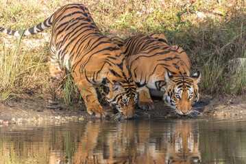 Fototapeta na wymiar Female tiger and her cubs at Bandipur tiger reserve, karnataka 
