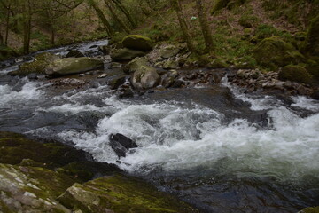 Fototapeta premium stream in the forest