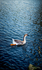 A lonely duck in a small lake