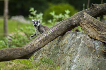 A ring-tailed lemur hiding from predators and nosy people. A lemur paddock made of huge boulders, logs and planted trees.