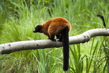 A red lemur climbing a tree limb. The lemur paddock is full of various attractions so that the animals do not get bored. © maciejbutelewski