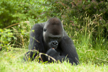 A huge gorilla found various snacks while walking on green grass.