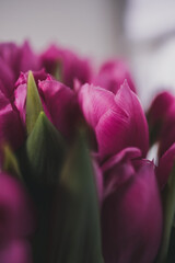 Fototapeta premium pink tulip buds close-up. holiday, gift, love, sensuality