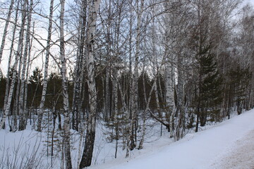 winter forest, on the way to the taiga