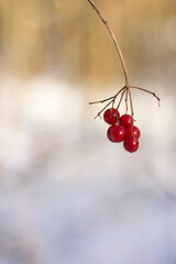 View on a bare branch with a cluster of red berries against blurry, blurred natural background