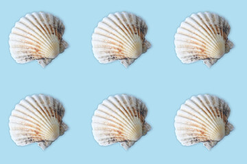 sea shell pattern on blue background