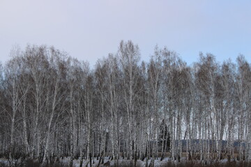 winter forest, on the way to the taiga