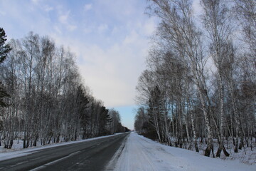 winter forest, on the way to the taiga