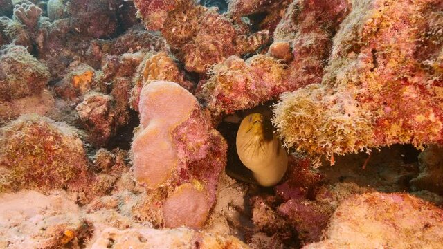 Green Moray Eel rest in coral block of reef in Caribbean Sea, Curacao
