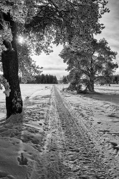 Road Under The Snowy Branches