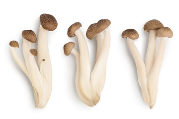 Brown beech mushrooms or Shimeji mushroom isolated on white background with clipping path. Top view, flat lay. Set or collection