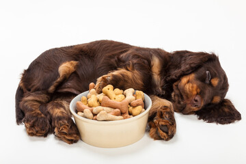 Cute Cocker Spaniel Puppy Dog Sleeping by Bowl of Bone Biscuits