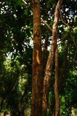 Cinnamon tree bark taken on spice farm tour on Zanzibar, Tanzania