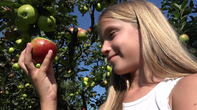 Child Eating Apple, Kid in Orchard, Kid Tasting Fruits in Tree, Farmer Blonde Girl at Village at Countryside