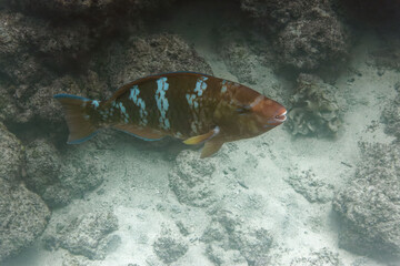 Naklejka na ściany i meble Blue-barred parrotfish (Scarus ghobban) - Galapagos Islands, Ecuador