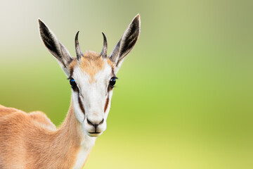 Springbuck or Springbok sub-adult close-up facial portrait with a sweet loving expression and copy space.  - obrazy, fototapety, plakaty