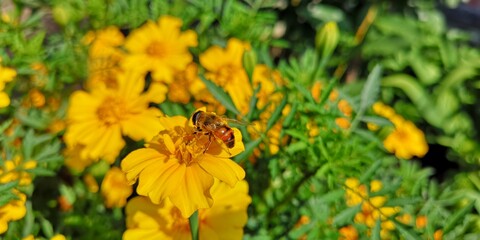 bee on yellow flower