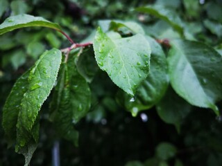 rain drops on a leaf