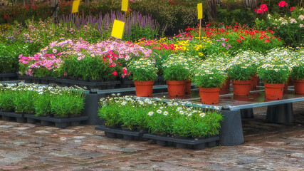 Spring bright flower market in the city with pots of daisies and other beautiful plants
