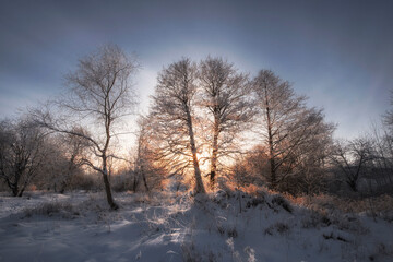 Frosty winter evening in Forest, trees in snow and hoarfrost on the background of sunset