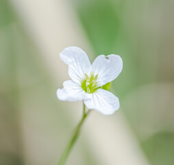 Visibaba flowers in the forest of Petrovaradin, near the city of Novi Sad. 