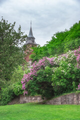 Naklejka premium flowering trees lilac in ancient castle Akershus Fortress in the city of Oslo Norway in spring