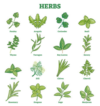 Herbs plant leaves set for culinary spices and seasoning outline concept