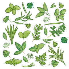Fototapeta na wymiar Herbs set as fresh herbal food seasoning items collection outline concept