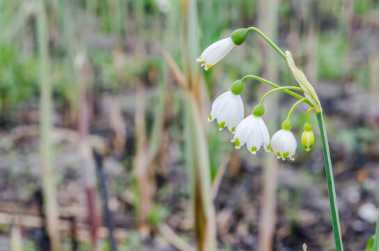 Visibaba flowers in the forest of Petrovaradin, near the city of Novi Sad. 