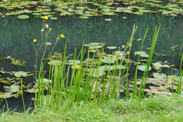 Water Lilies and Plants beside Waters of Industrial Canal 