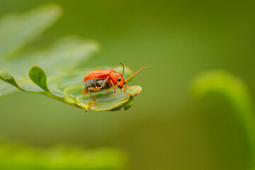 Red Pumpkin Beetle (Aulacophora foveicollis)