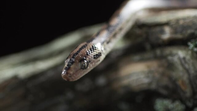 Close up of the head of the boa constrictor non-venomous snake